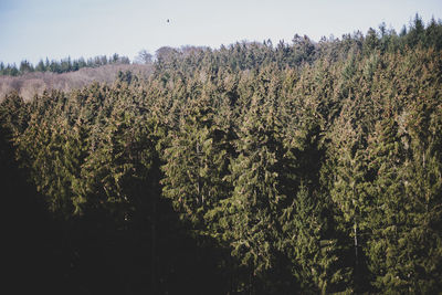 Plants growing on land