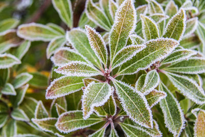 Close-up of green plant