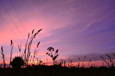 Silhouette plants on field against sky at sunset