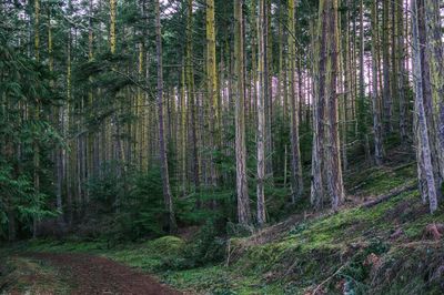 Pine trees in forest