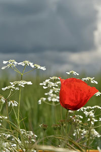 Close-up of red poppy flowers