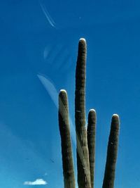 Saguaro cactus arms against blue sky
