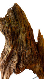 Close-up of tree trunk