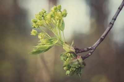 Close-up of plant growing outdoors