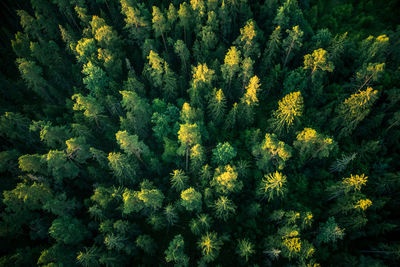 A beautiful view from the above to the forest in summer morning. aero photography of the wild woods.