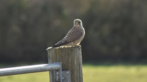 Close-up of bird perching on wooden post