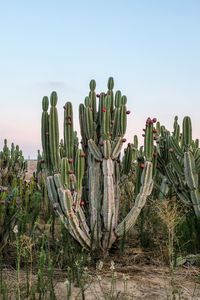 Fruit cactus