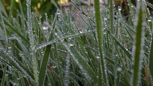 Full frame shot of wet plants