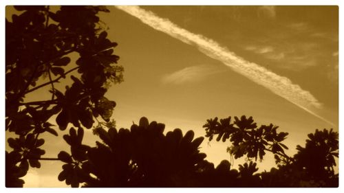 Low angle view of trees against sky