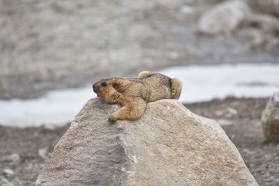 Lizard on rock