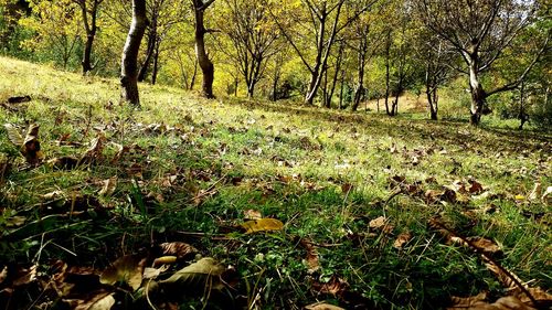 Surface level of trees on field during autumn