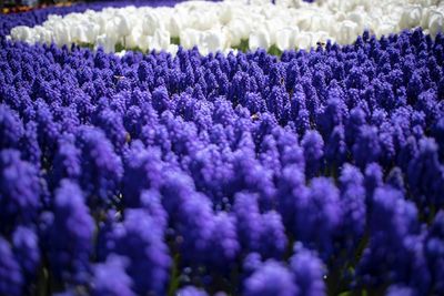 Close-up of purple flowering plants on field