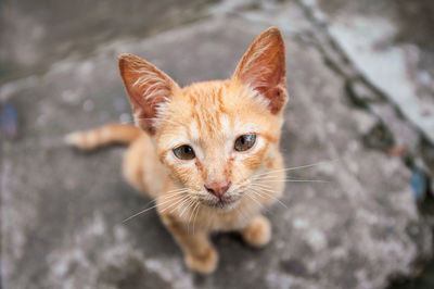 Portrait of kitten on outdoors