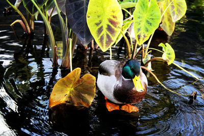 Birds swimming in a lake