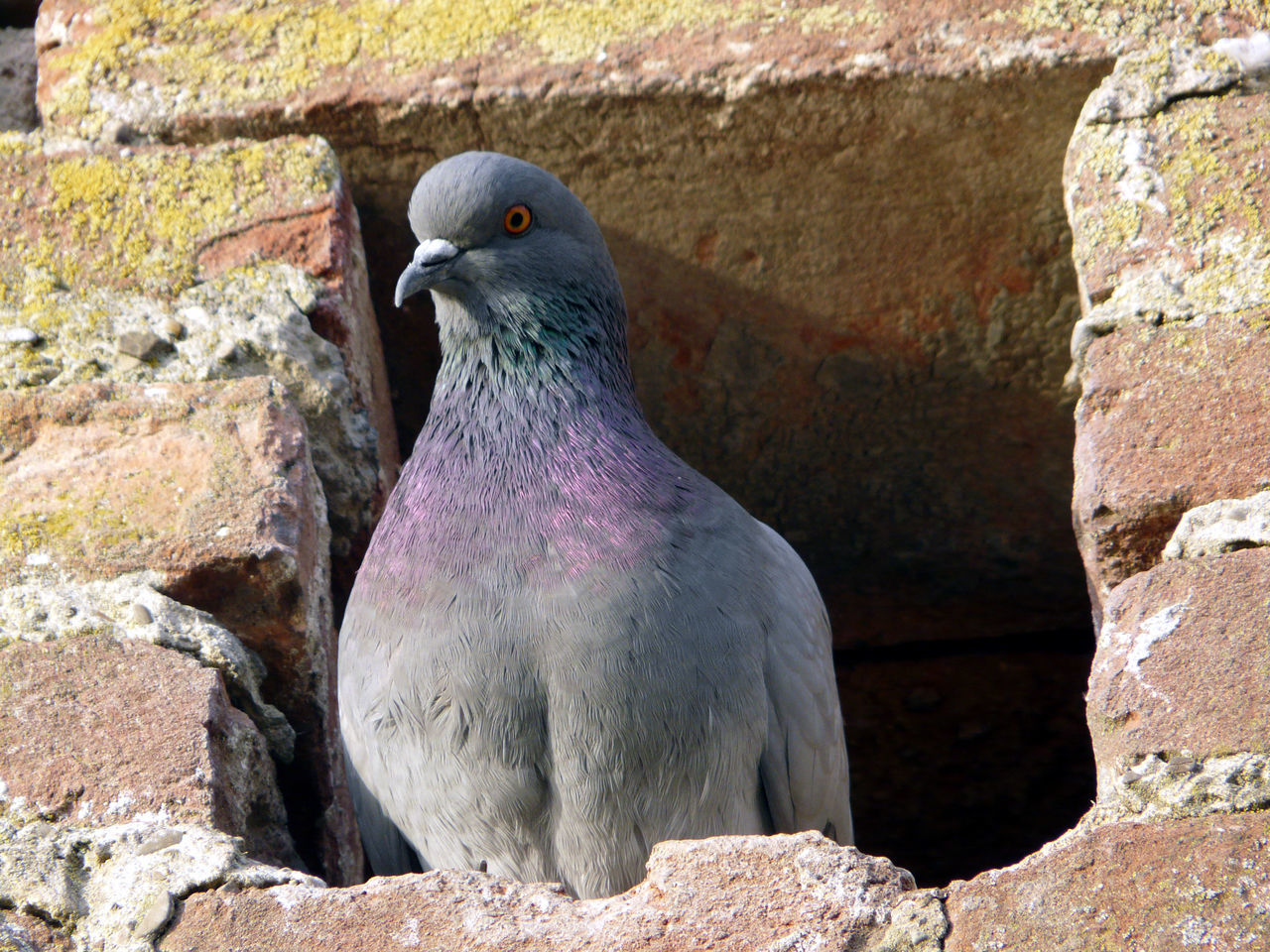 bird, rock - object, animal themes, animals in the wild, one animal, wildlife, rock, nature, day, outdoors, perching, stone - object, close-up, stone, no people, stone wall, full length, rock formation, pigeon, beauty in nature