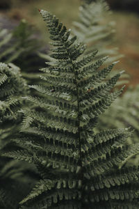 Close-up of fern leaves