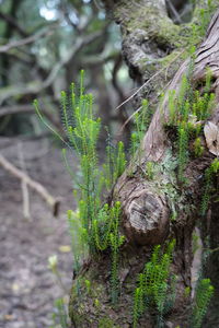 Close-up of moss growing on tree trunk