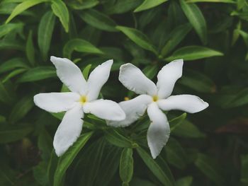 Close-up of white flowers blooming outdoors