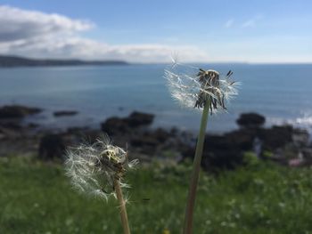 Close-up of dandelion flower against sky