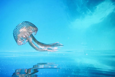 Close-up of jellyfish swimming in sea