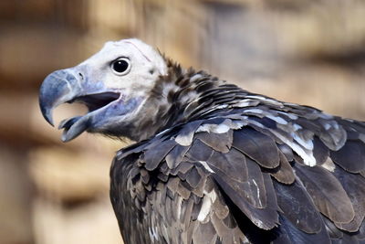 Bear headed vulture