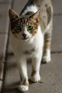 Close-up portrait of cat standing outdoors