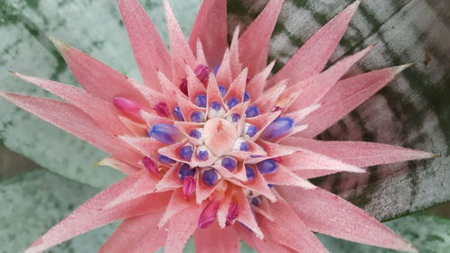 Close-up of red flower