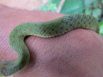 Close-up of hand feeding on green leaf