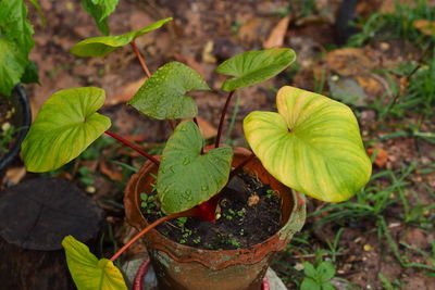 High angle view of potted plant leaves on field