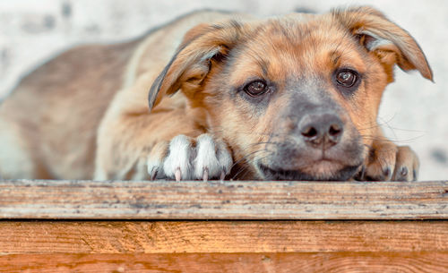 Close-up portrait of a dog