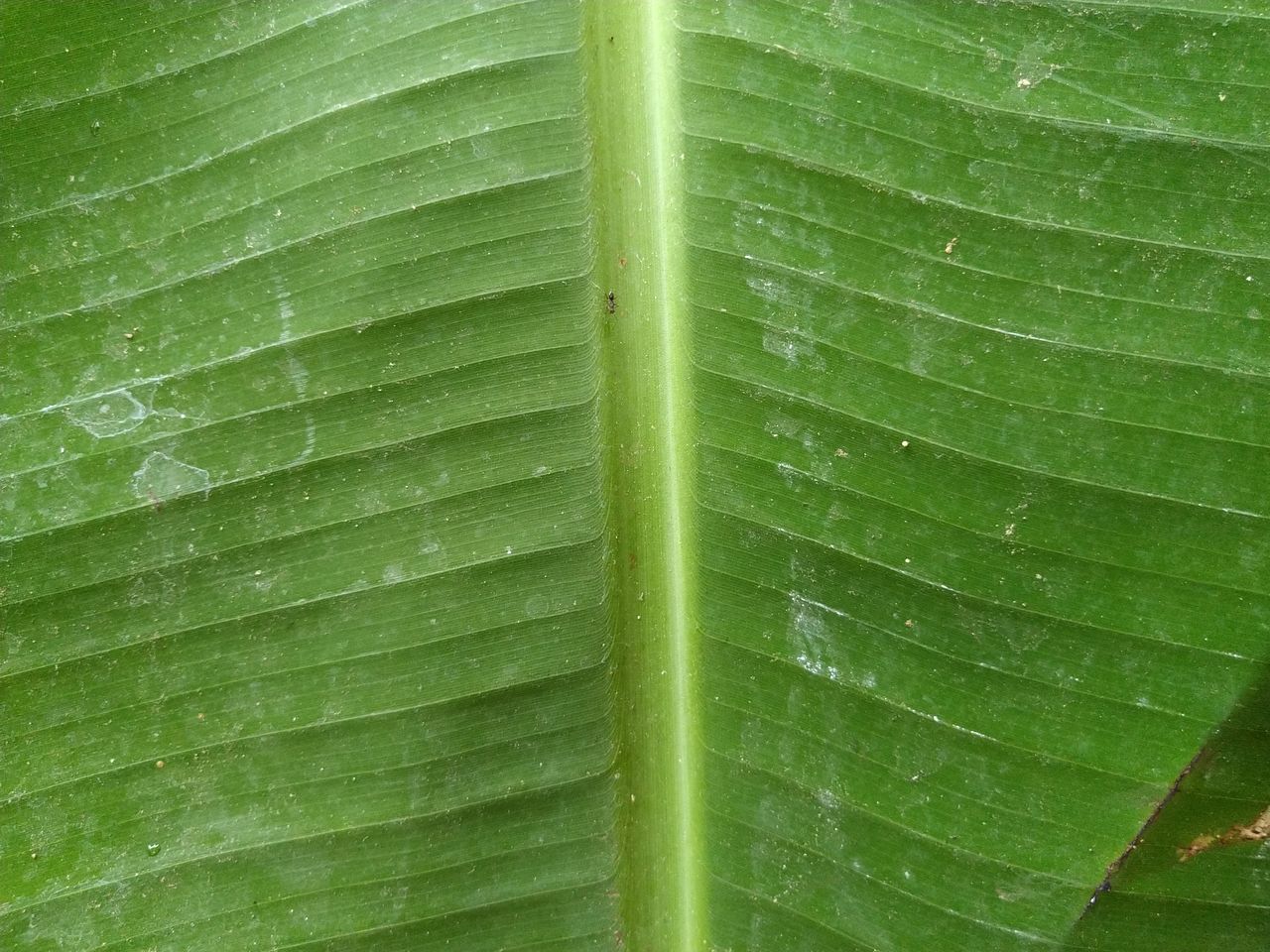 leaf, green, plant part, plant, close-up, leaf vein, backgrounds, no people, banana leaf, full frame, nature, pattern, growth, beauty in nature, flower, plant stem, textured, freshness, outdoors, day, tree, leaves, macro, botany