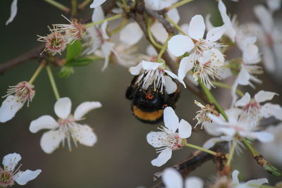 Close-up of bee pollinating flower