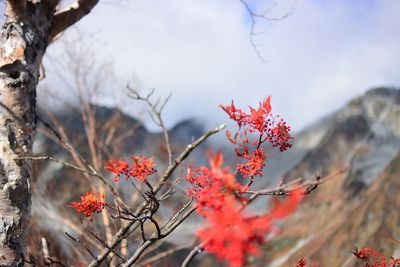 Close-up of red flowering plant against tree