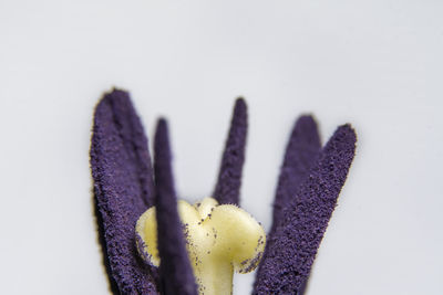 Macro photography - anthers of a tulip containing pollen grains and the pistil stigma.