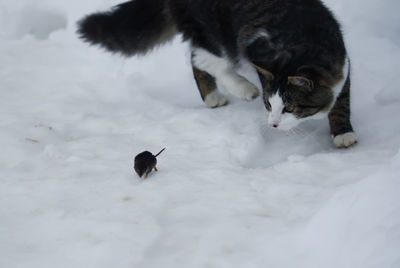 Black cat on snow