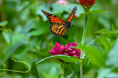 Close-up of butterfly pollinating on flower