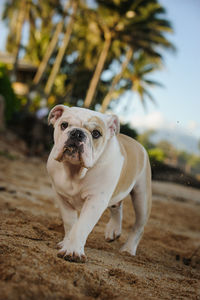 Close-up of dog on beach against sky