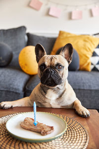 Portrait of dog on table at home