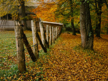 Trees and leaves in forest during autumn