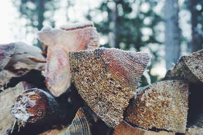 Close-up of chopped tree trunks