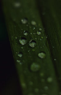 Close-up of raindrops on leaf