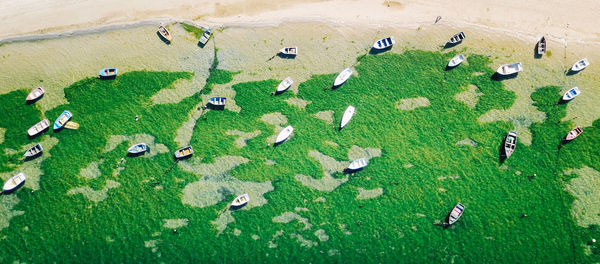 High angle view of snake on field