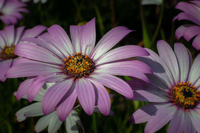 Close-up of pink flower