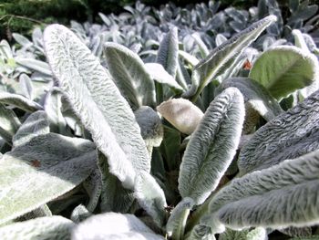 Close-up of plant