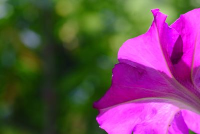 Close-up of pink flower blooming outdoors