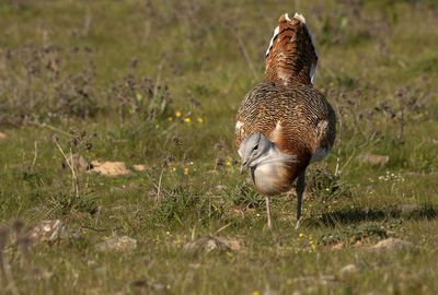 Close-up of a bird on field