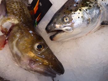 Close-up of fish on crushed ice at market