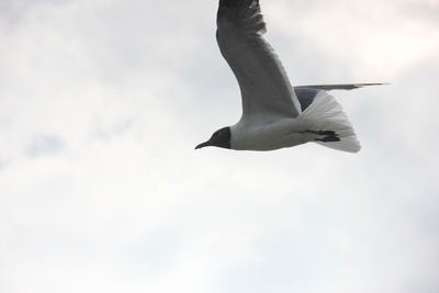 Low angle view of seagull flying against sky