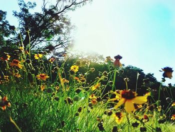 Plants growing on field