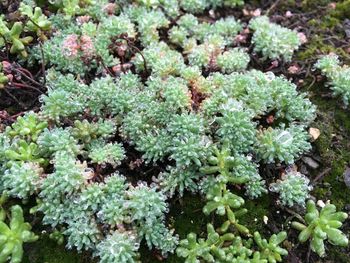 Close-up of plants